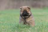 CHOW CHOW 320